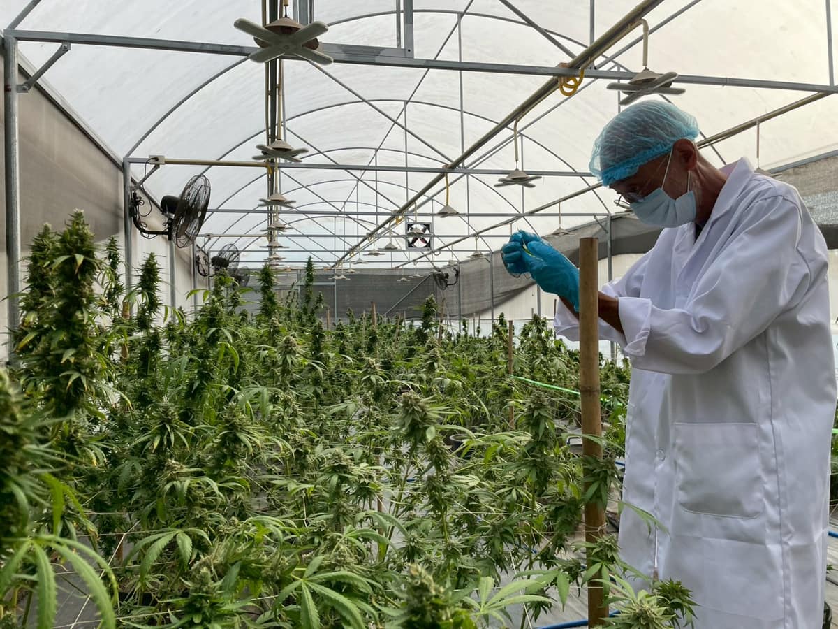 温室内の植物とスタッフ
