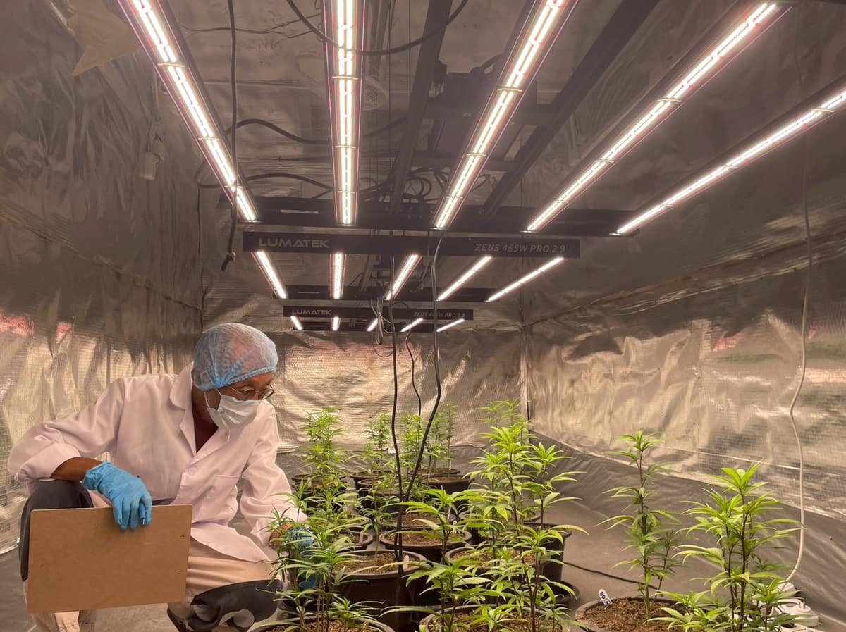 Staff working in the indoor grow room under LED lighting